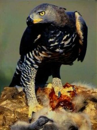 Crowned Eagle - Pictures and facts - Birds @ thewebsiteofeverything.com