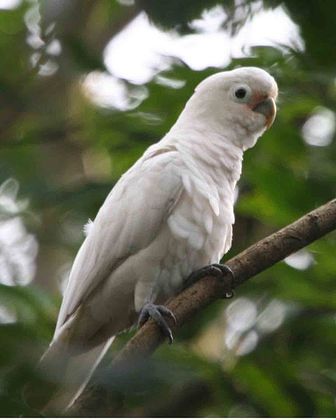 goffin cockatoo beginning training