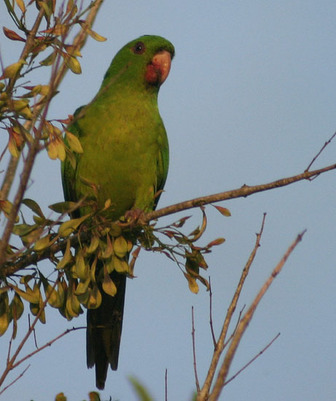 Green Parakeet - Pictures and facts - Birds @ thewebsiteofeverything.com