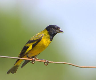 Hooded Siskin - Pictures and facts - Birds @ thewebsiteofeverything.com