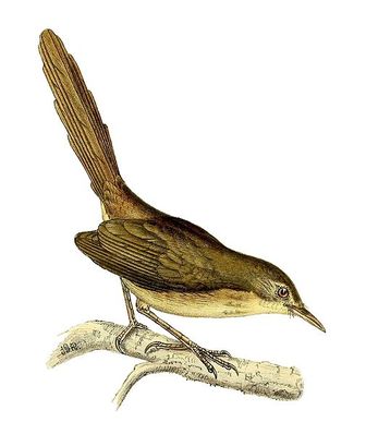 Madagascar Brush-Warbler - Pictures and facts - Birds ...