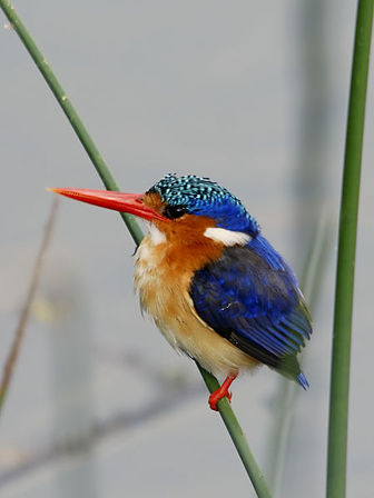Malachite Kingfisher - Pictures and facts - Birds ...