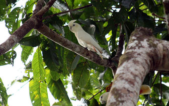 red vented cockatoo price in usa