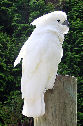 white cockatoo bird