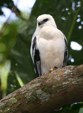 White Hawk - Pictures and facts - Birds @ thewebsiteofeverything.com