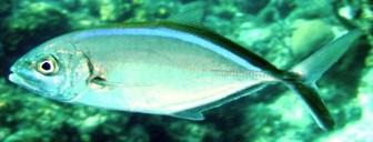 Bar jack (Carangoides ruber) - Pictures and facts - Fish