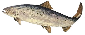 Black Sea salmon (Salmo labrax) - Pictures and facts - Fish ...