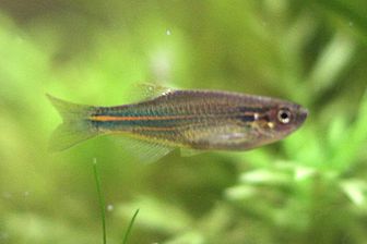 longfin blue danio