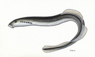 Carpathian lamprey (Eudontomyzon danfordi) - Pictures and facts - Fish ...