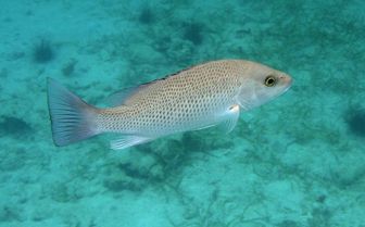 mangrove red snapper