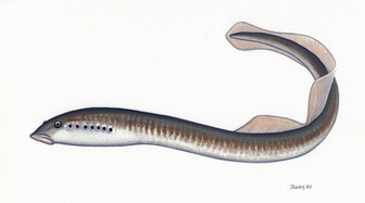 Ukrainian brook lamprey (Eudontomyzon mariae) - Pictures and facts ...