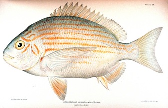 Western Atlantic seabream (Archosargus rhomboidalis) - Pictures and ...