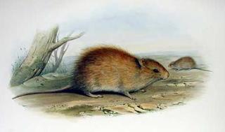swamp rat australian rattus facts species