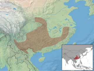Chinese pygmy dormouse | Typhlomys cinereus facts