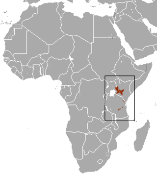 Elgon shrew | Crocidura elgonius facts