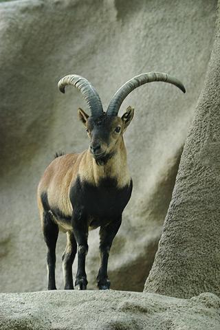 Spanish_ibex.jpg