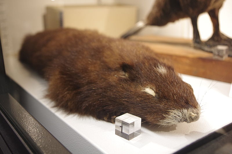Vancouver marmot | Marmota vancouverensis facts