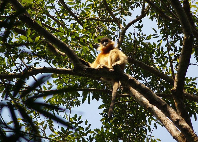 Dusky leaf monkey - Wikidata