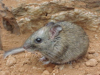 Bandicota - Wikipedia