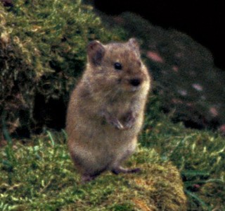 Singing vole | Microtus miurus facts