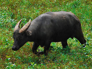 Tamaraw | Bubalus mindorensis facts