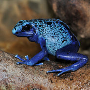 Blue poison dart frog