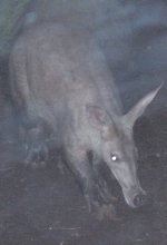 are aardvarks dangerous to humans