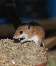 African pygmy mouse