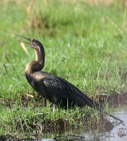 African darter