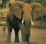 african elephant