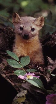 American Marten