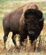 American bison