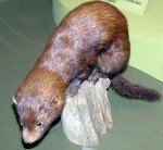 American mink