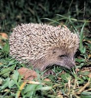 Amur hedgehog