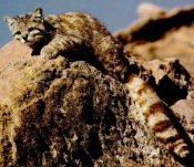 Andean mountain cat