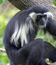 Angolan colubus