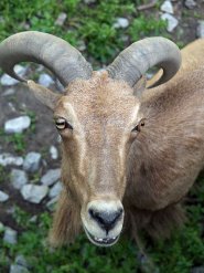 Aoudad