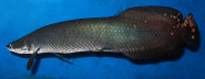 Arapaima