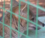 Argentine gray fox