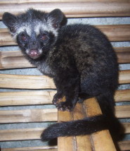 Asian palm civet