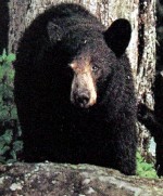 asiatic black bear