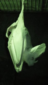 australian ghost bat