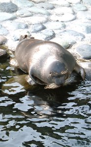 Baikal seal