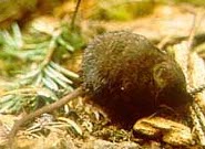 Bairds shrew