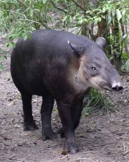 Bairds Tapir