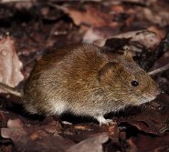 Bank vole