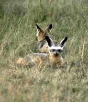 Bat eared fox