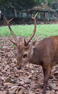 Bawean deer