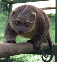 Bear cuscus