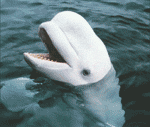 beluga